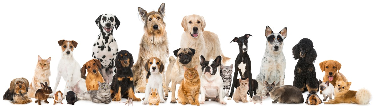 Hunde